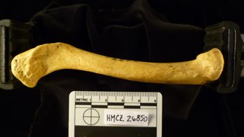 Media type: image;   Mammalogy 26850